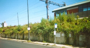 LILAC plantings as in 2003- long overgrown but still charming