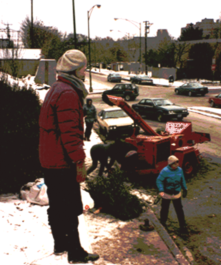 LILAC volunteers planting Metra embankement, late 80s-90s. lilac3.gif (327496 bytes)