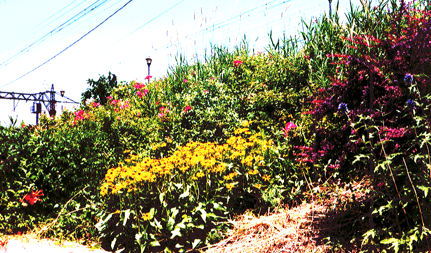 LILAC plantings-lilacx.gif (303000 bytes)