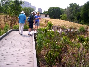 Boardwalk with dying plants--these are not wetland but also not  drought resistant.