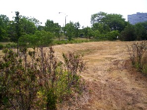 Low meadowy part of the wetland emergent prairie. The wet plants are on the rises.