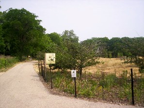 Butterfly meadow