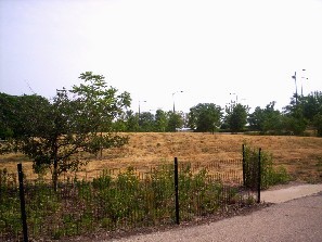 Buterfly meadow.