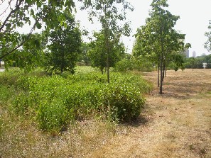 Re-established oak savanna prairie between wetland and forb prairie