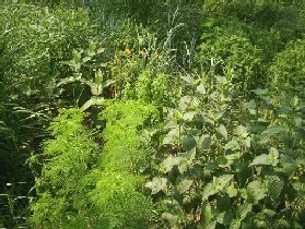 Forb prairie