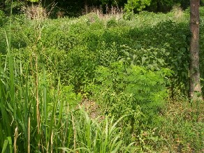 Forb prairie edge