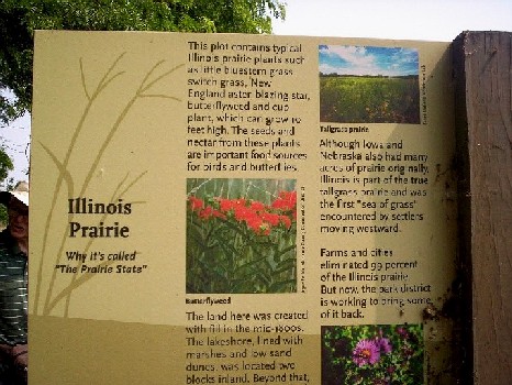 Illinoie forb prairie planting--almost all gone now. Pics of butterflyweed, tallgrass prairie, and a purple aster.