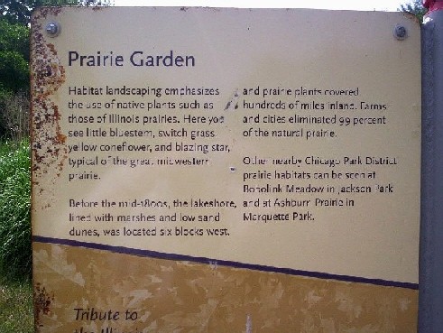 Prairie Garden habitat landscping (using native plants): little bluestem switch grass, yellow coneflower, blazing star. 6 blocks to west was dune shore with prairie starting west of there. 