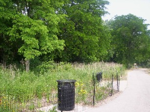 Path leading to the Burnham wood from the 47th lot.