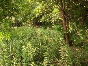 Overgrown section of wood cleared at one time. 