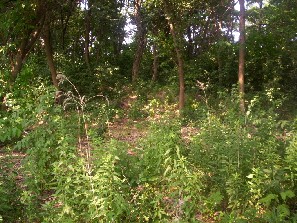 This area has been cleared and replanted.
