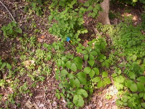 Vines, that may someday strangle a tree, try to take over a cleared section. Note blue marker for a new plant. 
