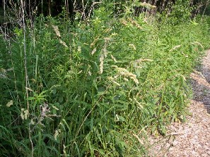 Grasses seeded in a cleared path edge