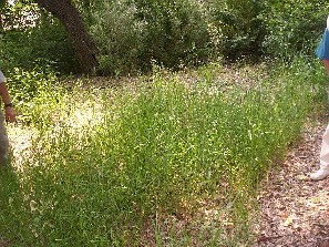 Seeded grasses on wood path
