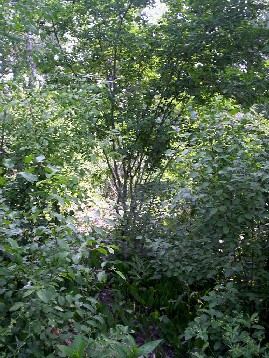 Serviceberry bush--will it be crowed out?  Clearing around it will be no good without new plant material
