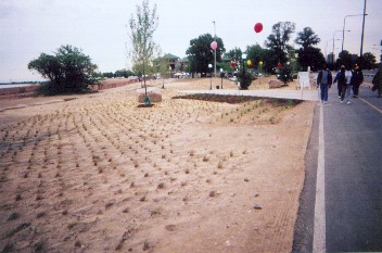 Trees, shrubs and grass plugs start to go into the sand  north of 63rd underpass and beach house