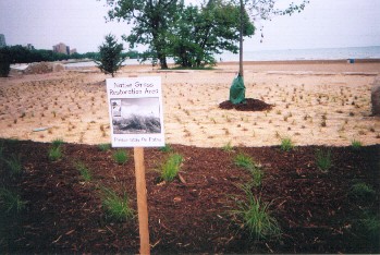 New natural area planting 63d beach