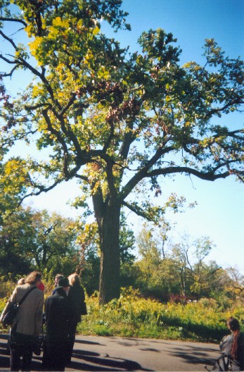Damaged burr oak