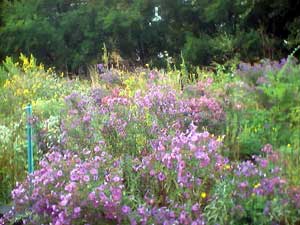  Nichols Meadow  asters Sept 2002