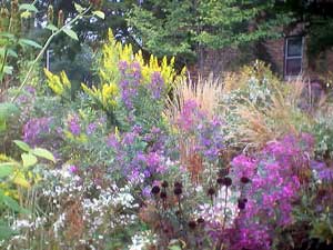 Nichols Meadow asters Sept 2002