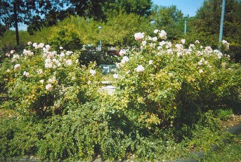 Nichols Formal Garden and transition to fieldhouse plaza as in 2003 and 2004.