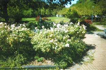 Nichols Formal Garden and transition to fieldhouse plaza as in 2003 and 2004.