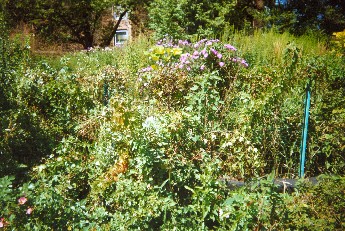 Nichols Meadow 2003
