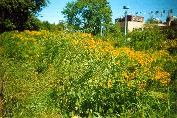 Nichols Meadow 2003