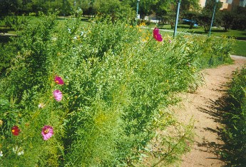 Nichols Meadow 2003