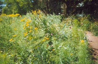 Nichols Meadow 2003