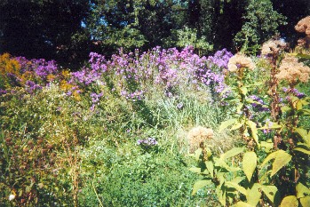 Nichols Meadow 2003