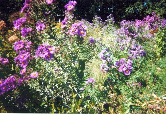 Nichols Meadow 2003