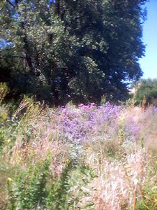 Sept Nichols Meadow 2002
