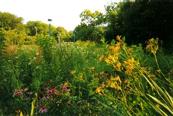 Nichols Meadow 2003