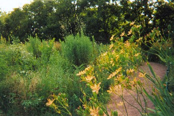 Nichols Meadow 2003