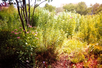 Nichols Meadow 2003