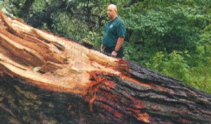 Park District then Forester Brian Williquette with part of the snapped trunk of the oldest oak 