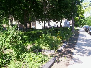 Spruce garden along 54th St.